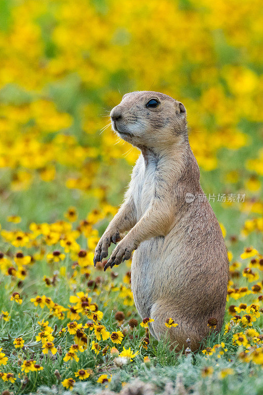草原犬鼠，野花，威奇托山脉NWR, OK